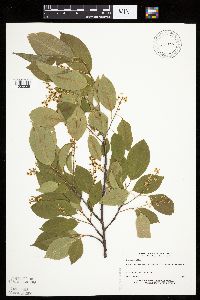 Prunus serotina image