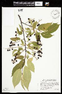 Prunus serotina image