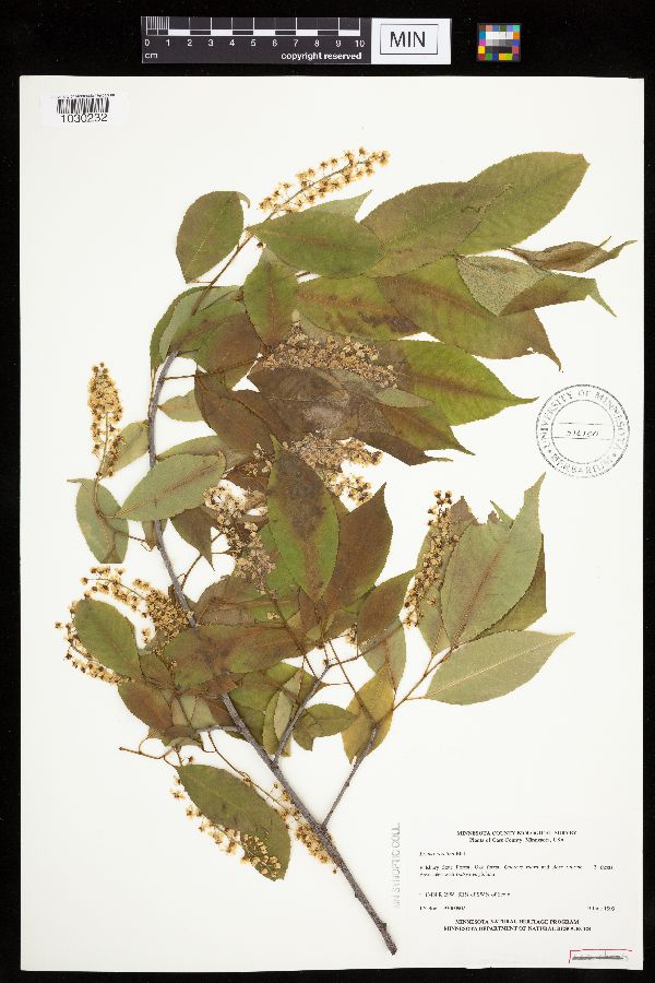 Prunus serotina image