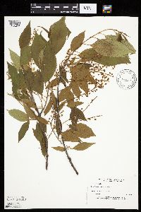 Prunus serotina image