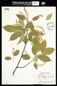 Prunus serotina image