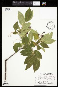 Prunus serotina image