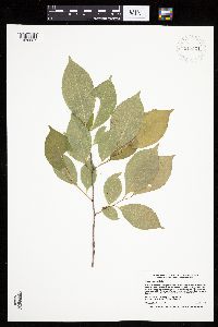Prunus serotina image