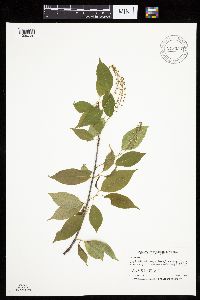 Prunus serotina image