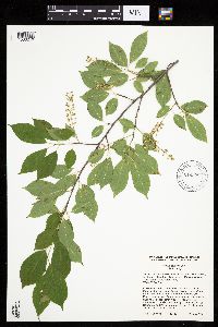 Prunus serotina image
