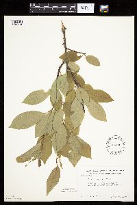 Prunus serotina image