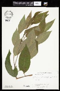 Prunus serotina image