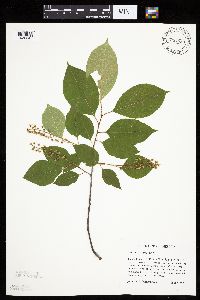Prunus serotina image