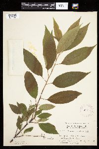 Prunus serotina image