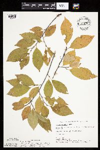 Prunus serotina image