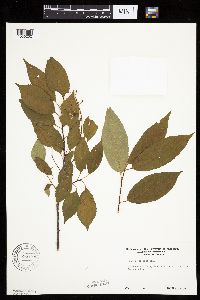 Prunus serotina image