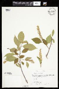 Prunus serotina image