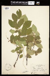 Prunus serotina image