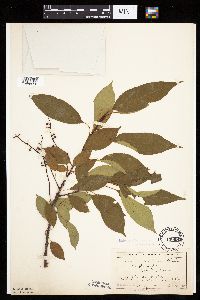 Prunus serotina image