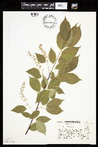 Prunus serotina image