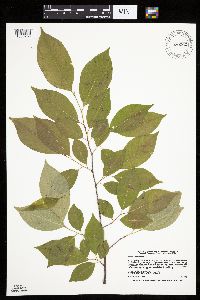 Prunus serotina image