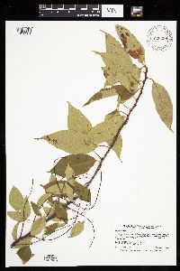 Prunus serotina image