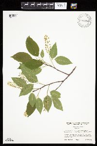 Prunus serotina image