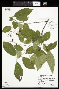 Prunus serotina image