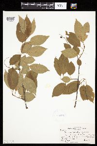 Prunus serotina image