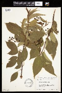 Prunus serotina image