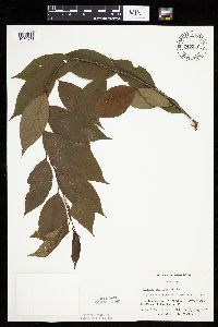 Prunus serotina image