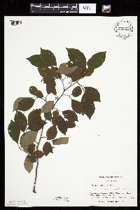 Prunus serotina image