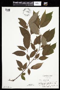 Prunus serotina image