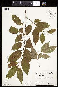 Prunus serotina image