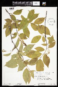 Prunus serotina image