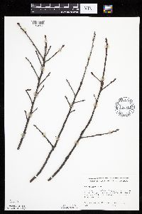 Prunus serotina image