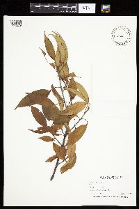 Prunus serotina image