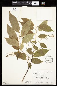 Prunus serotina image