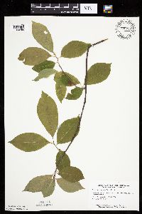 Prunus serotina image