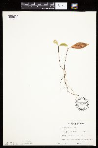 Prunus serotina image