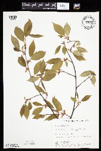 Prunus serotina image