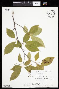 Prunus serotina image