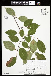 Prunus serotina image