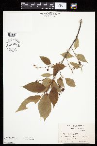 Prunus serotina image