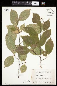 Prunus serotina image