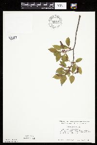 Prunus serotina image