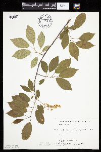 Prunus serotina image