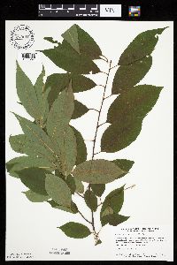 Prunus serotina image