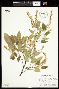Prunus serotina image
