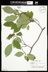Prunus serotina image