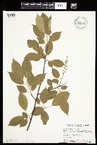 Prunus serotina image