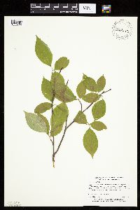 Prunus serotina image