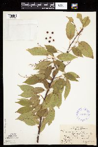 Prunus serotina image