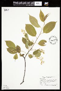 Prunus serotina image