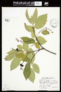 Prunus serotina image